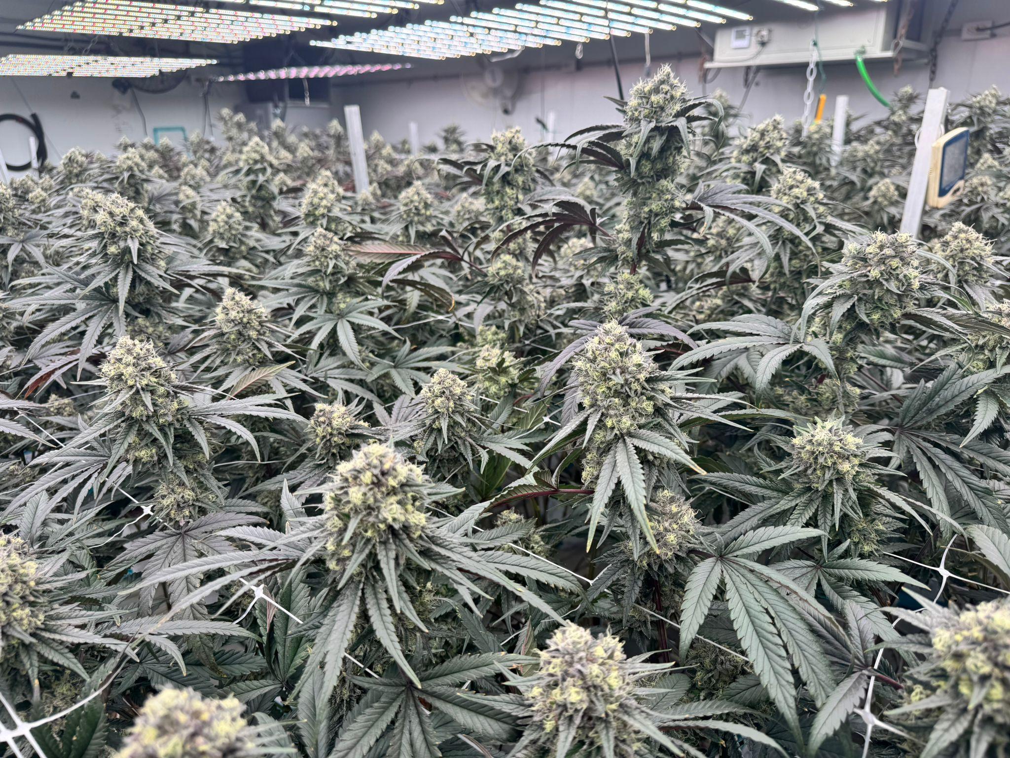 Leaf Cross facility