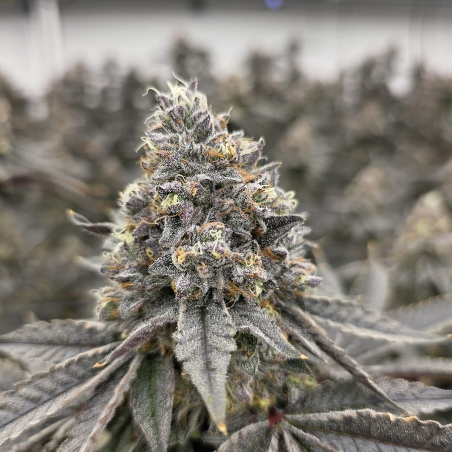 Sunset Sherbert